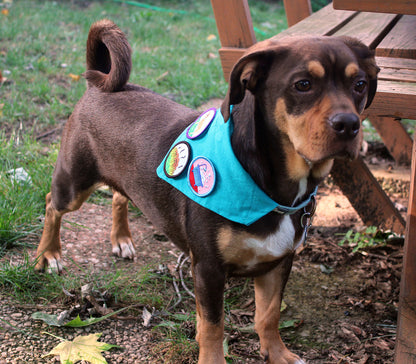 Protected House from Delivery Person, Pet Achievement Badge