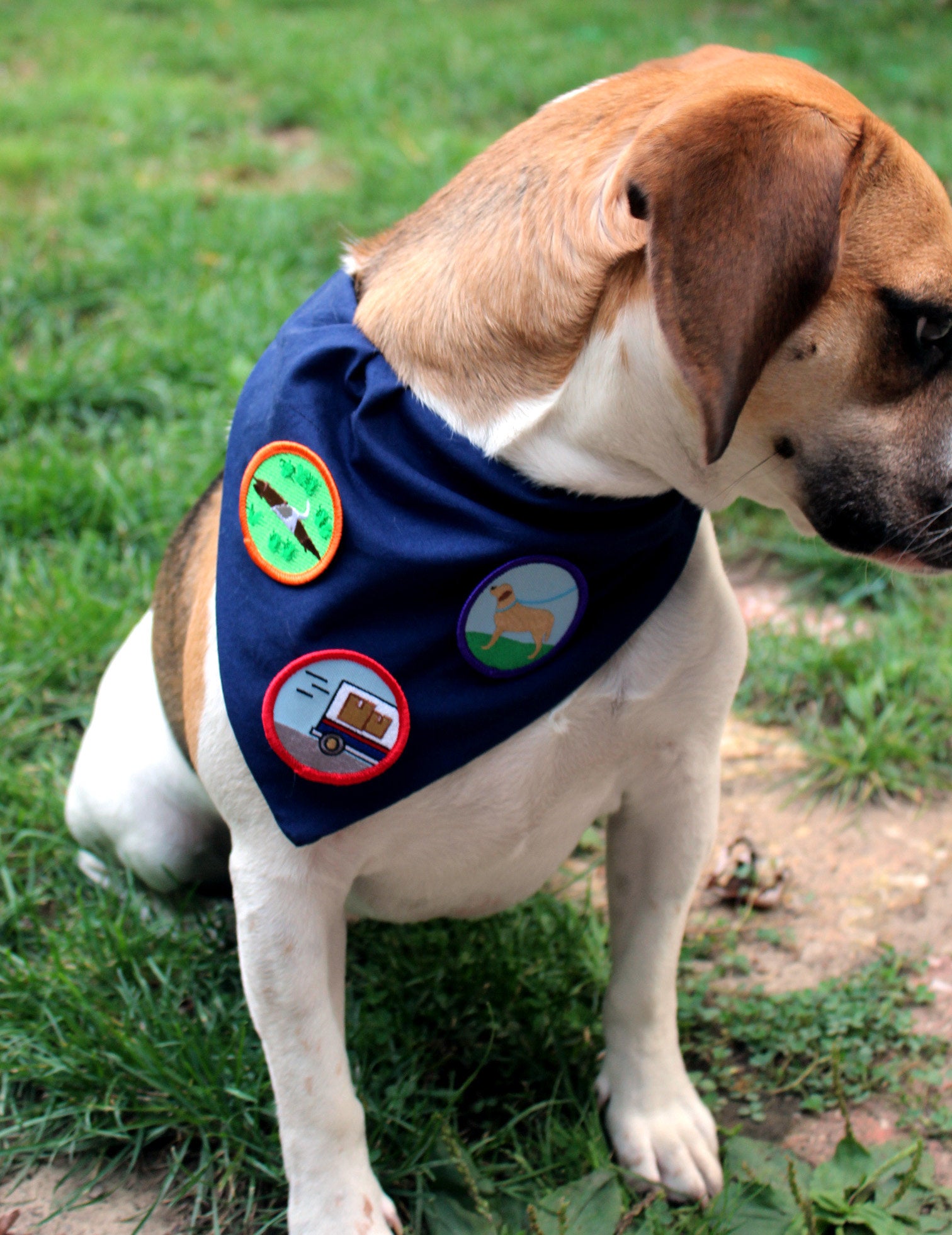 Protected House from Delivery Person, Pet Achievement Badge