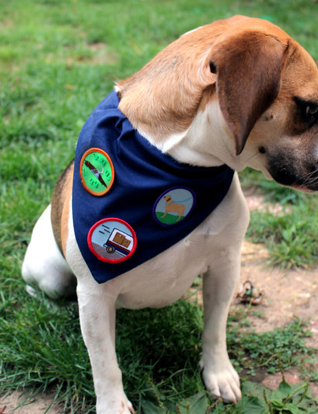 Civil Rights Watchdog, Pet Achievement Badge